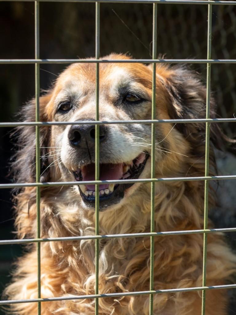 Guga, cachorro de porte médio para adoção em Santo André - SP