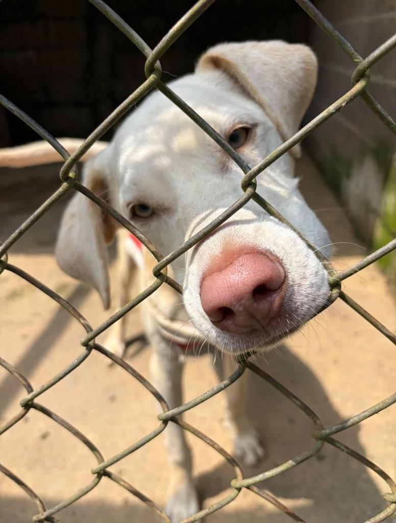 Paul McCartney, cachorro de porte médio para adoção em Santo André - SP