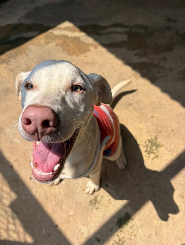 Paul McCartney, cachorro de porte médio para adoção em Santo André - SP — foto 2 de 3