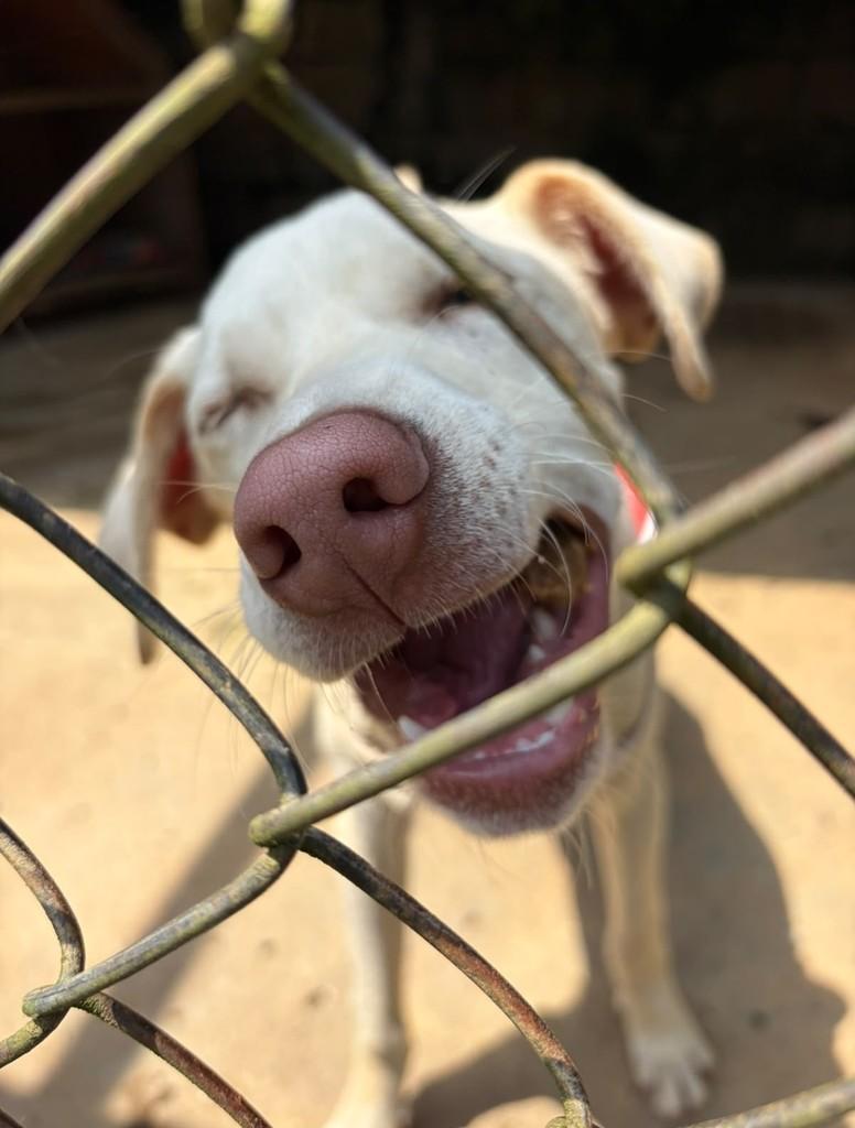 Paul McCartney, cachorro de porte médio para adoção em Santo André - SP — foto 3 de 3