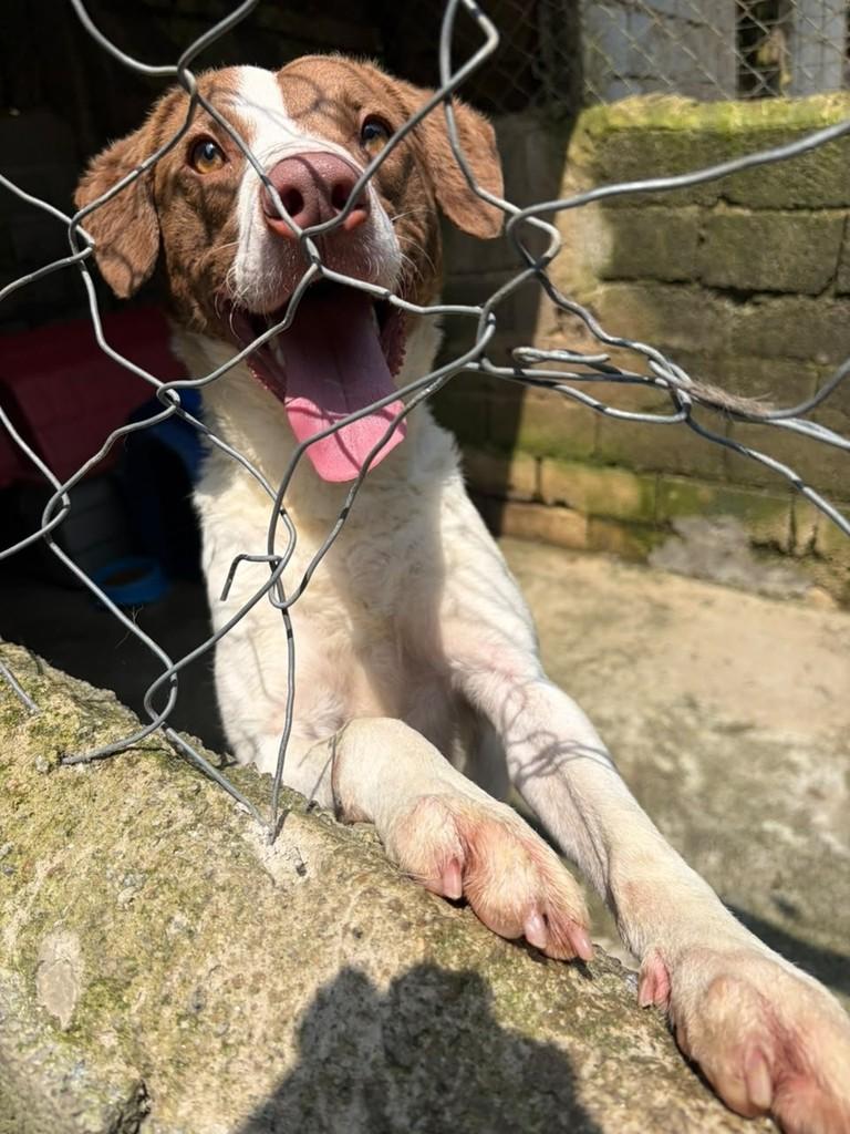 John Lennon, cachorro de porte médio para adoção em São Bernardo do Campo - SP