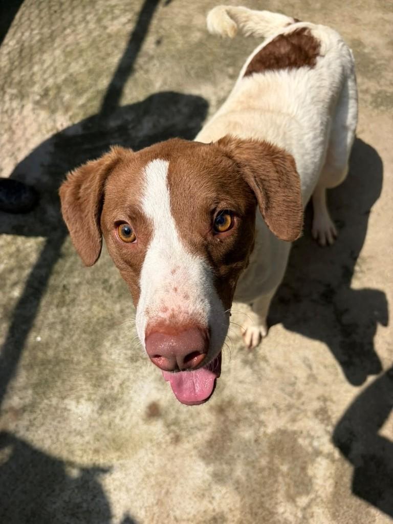 John Lennon, cachorro de porte médio para adoção em São Bernardo do Campo - SP — foto 2 de 2