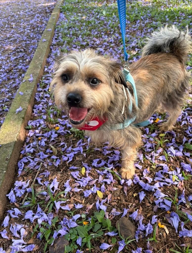 Raul, cachorro de porte médio para adoção em São Bernardo do Campo - SP