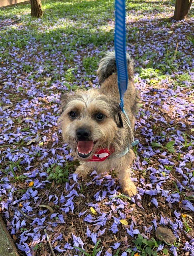 Raul, cachorro de porte médio para adoção em São Bernardo do Campo - SP — foto 3 de 3