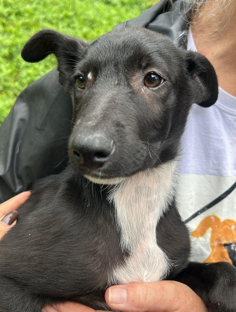 Juninho, cachorro de porte médio para adoção em São Bernardo do Campo - SP