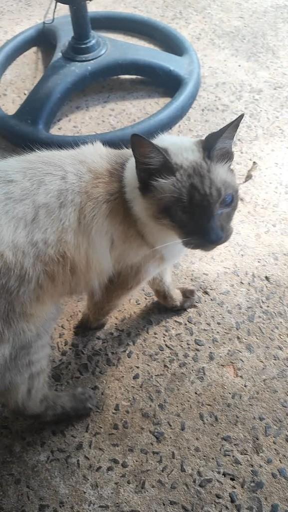 Ketty, gata de porte pequeno para adoção em Campo Grande - MS