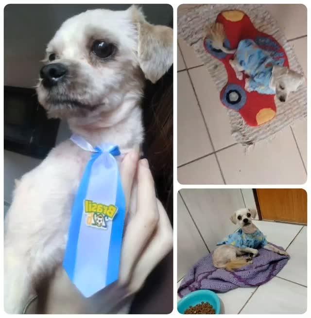 Pequeno, cachorro de porte pequeno para adoção em Coxim - MS