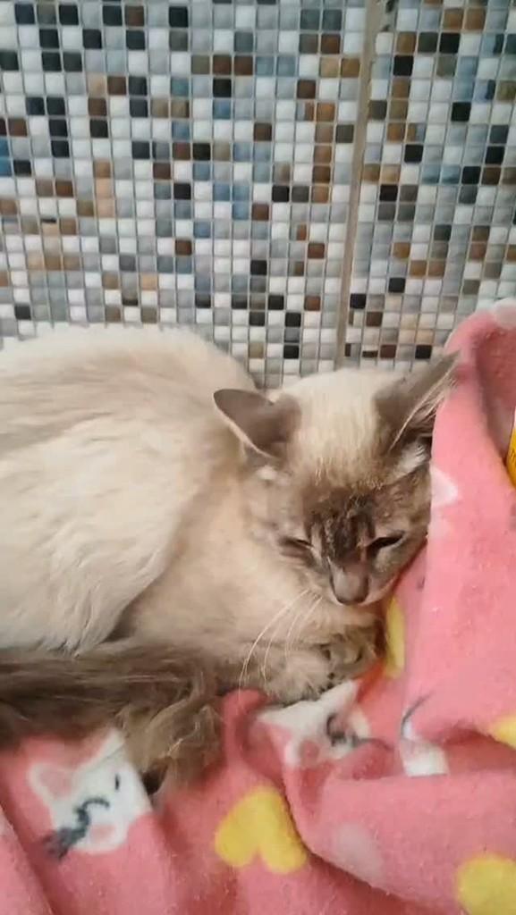 Dora, gata de porte pequeno para adoção em Campo Grande - MS