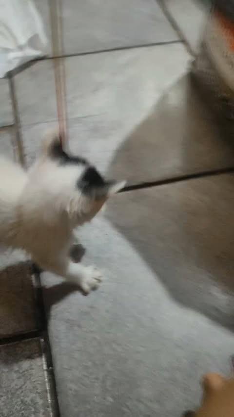 Nina, gato de porte pequeno para adoção em Campo Grande - MS