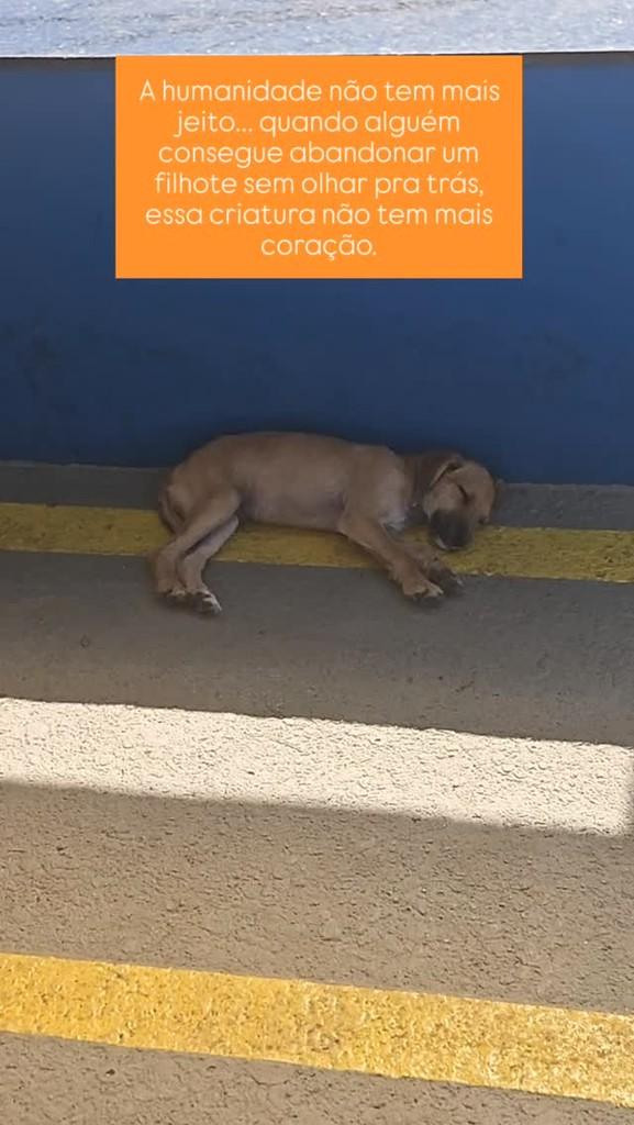 Pobrezinho, cachorro de porte pequeno para adoção em Mogi das Cruzes - SP