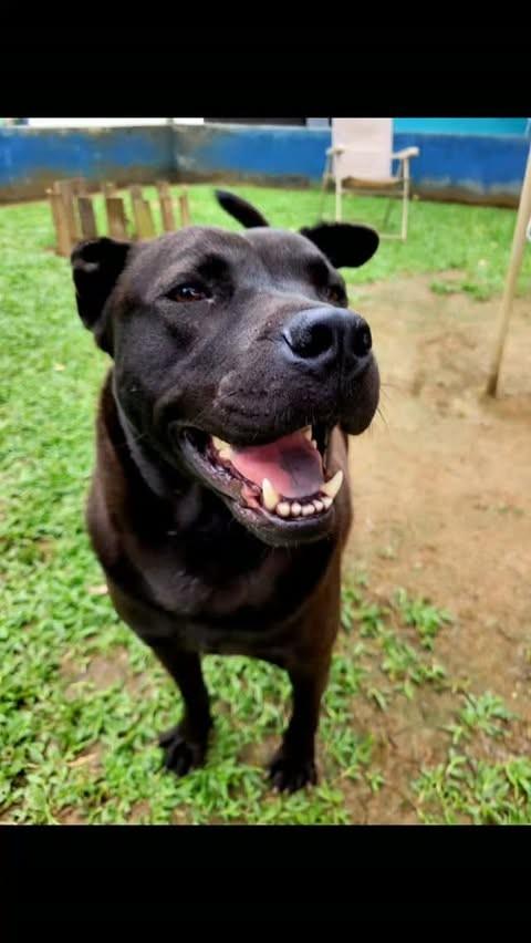 Sultão, cachorro de porte médio para adoção em Mogi das Cruzes - SP