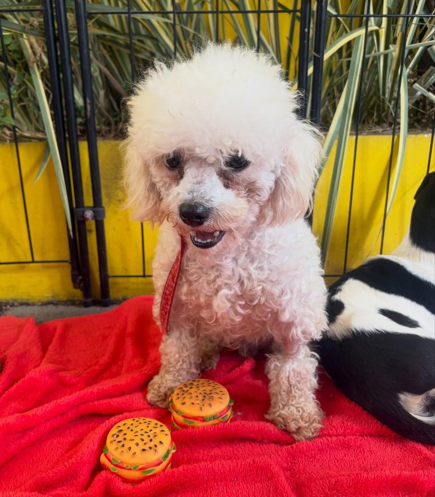 Pompom, cachorro de porte pequeno para adoção em Ibiúna - SP