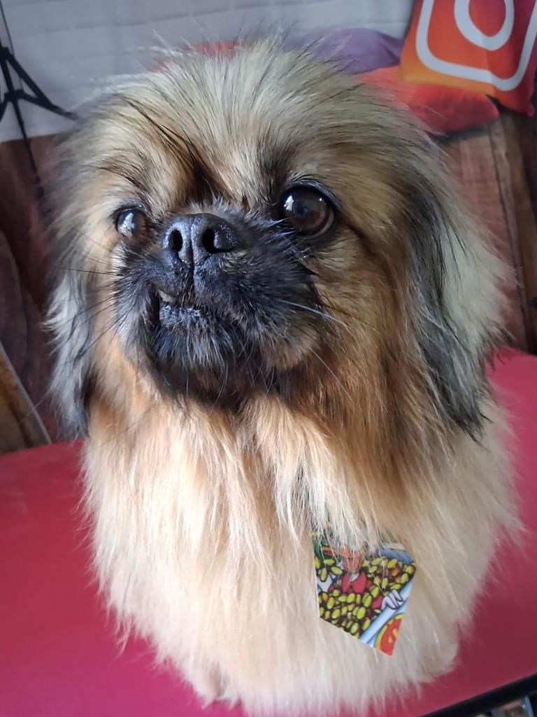 Thor, cachorro de porte pequeno para adoção em Ibiúna - SP