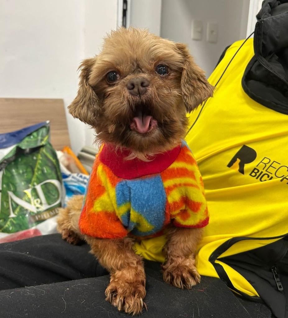 Mindu, cachorro de porte pequeno para adoção em Ibiúna - SP