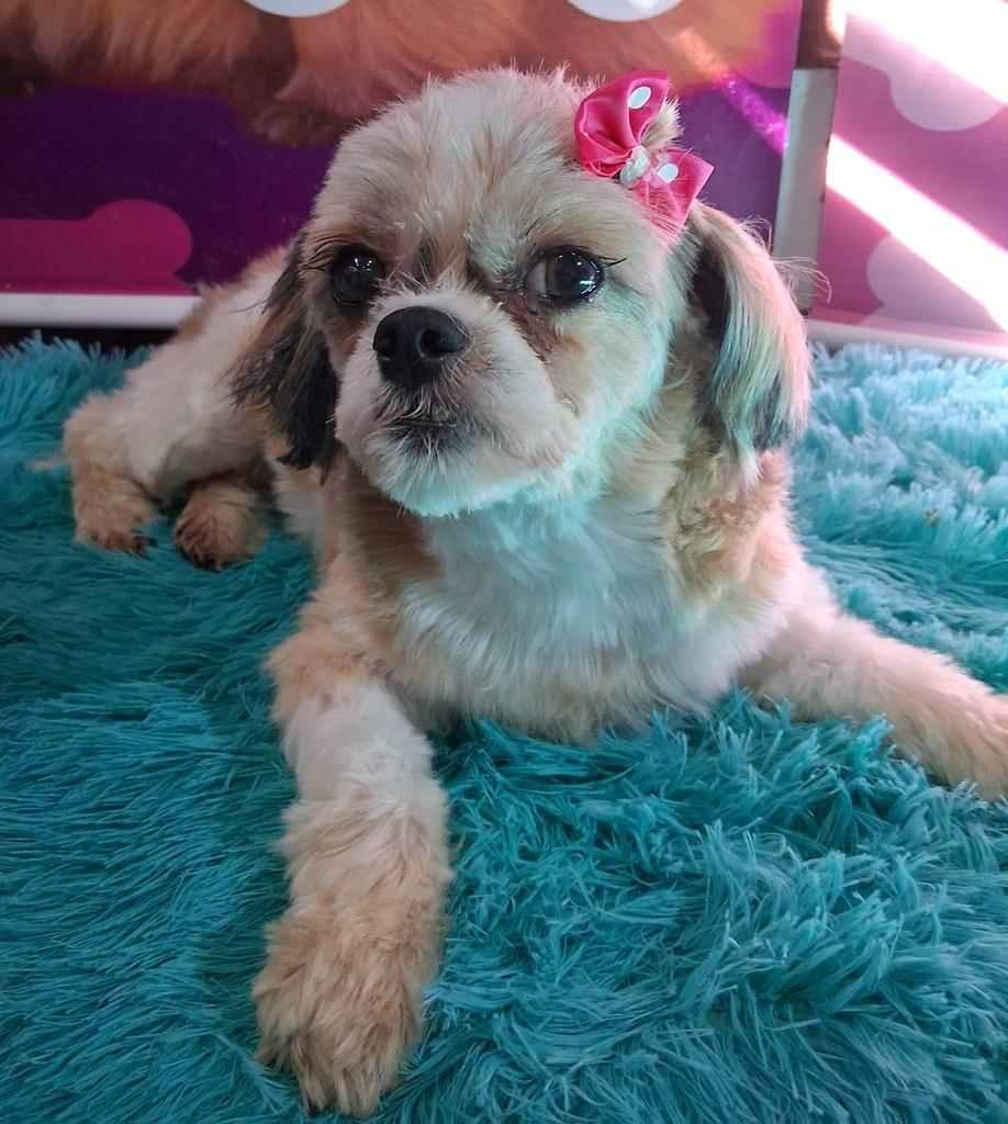 Penélope, cachorro de porte pequeno para adoção em Ibiúna - SP