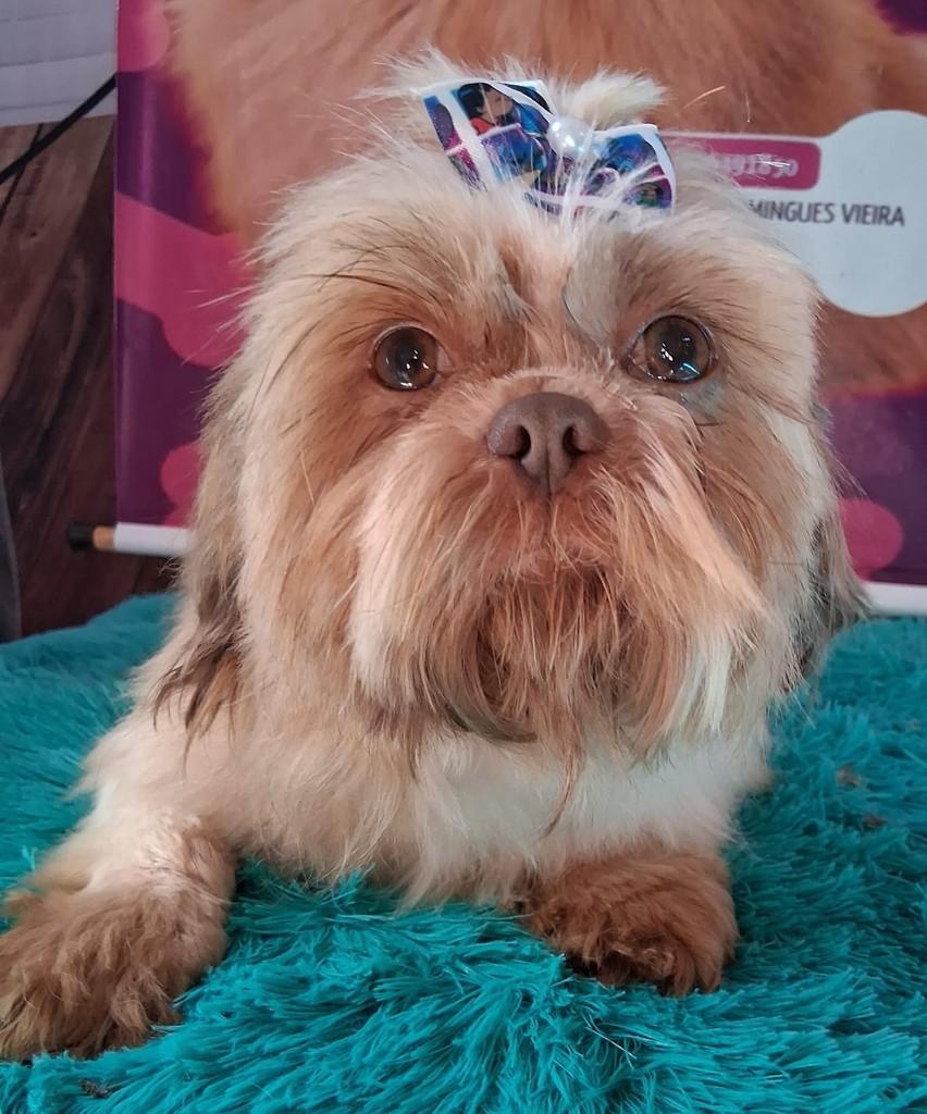 Jade, cachorro de porte pequeno para adoção em Ibiúna - SP