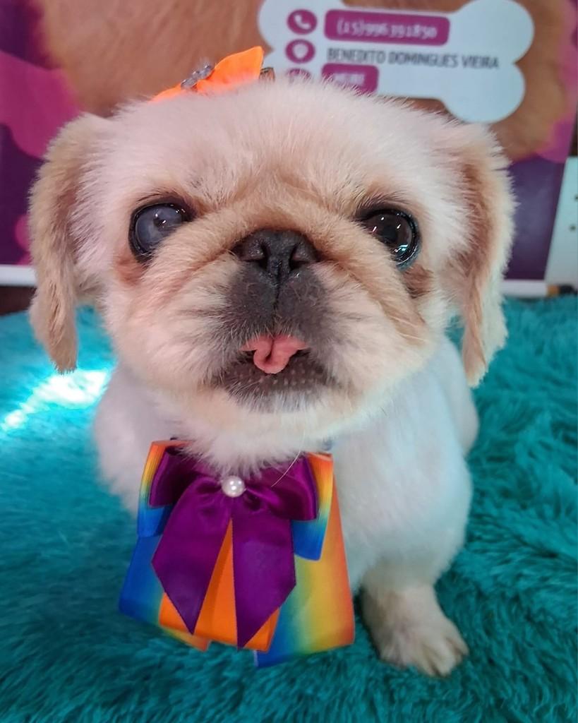 Bisteca, cachorro de porte pequeno para adoção em Ibiúna - SP