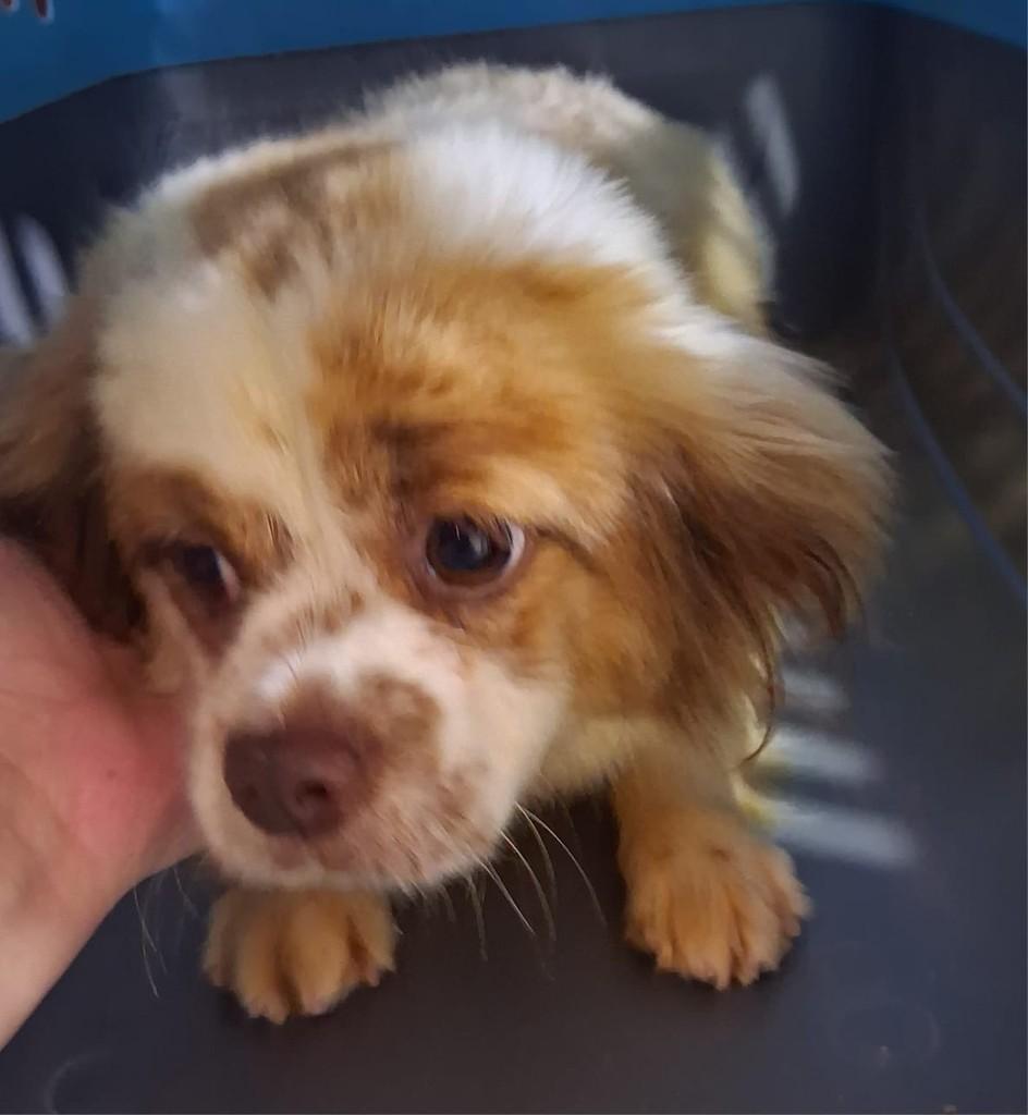 Bella, cachorro de porte pequeno para adoção em Ibiúna - SP