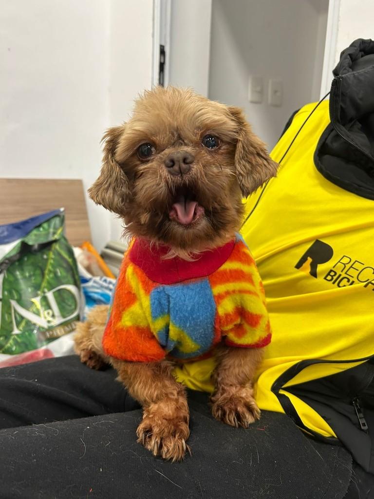 Amendoim, cachorro de porte pequeno para adoção em Ibiúna - SP