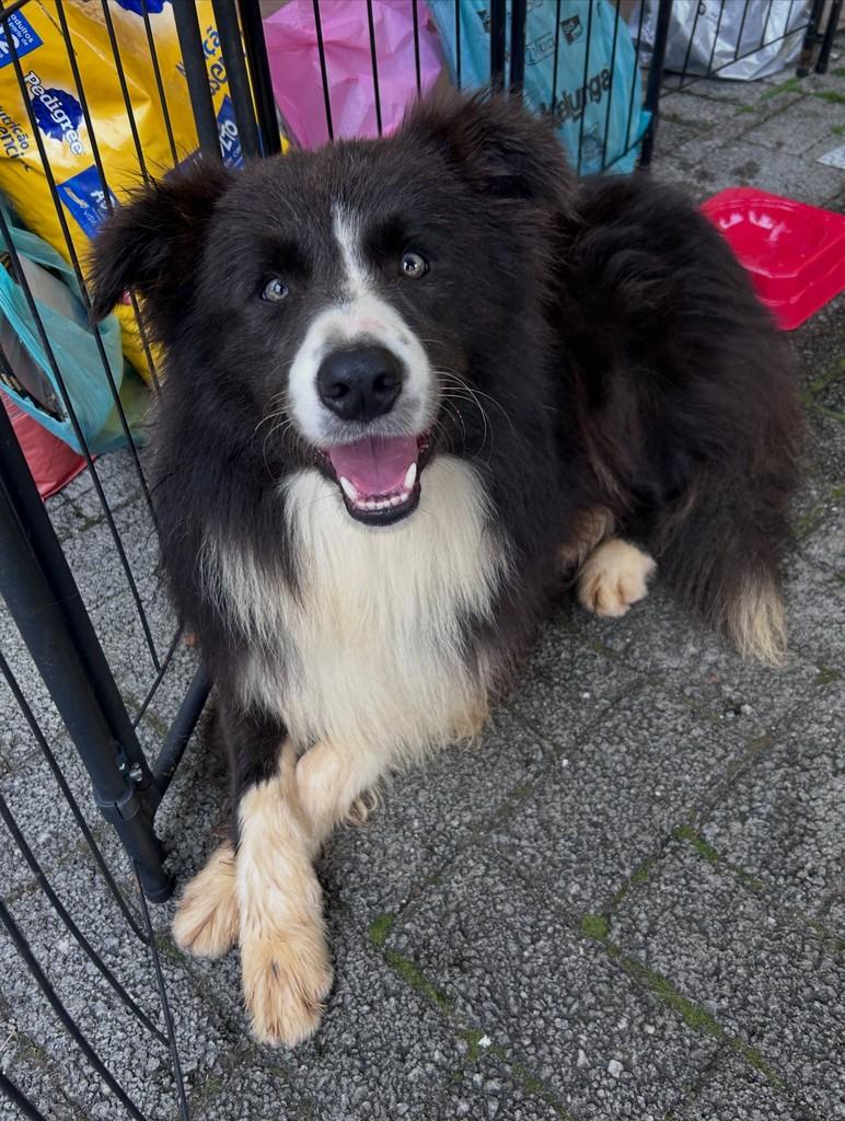 Apollo, cachorro de porte médio para adoção em São Paulo - SP
