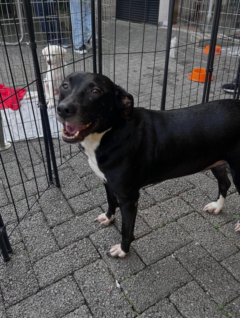 Natasha, cachorro de porte médio para adoção em São Paulo - SP