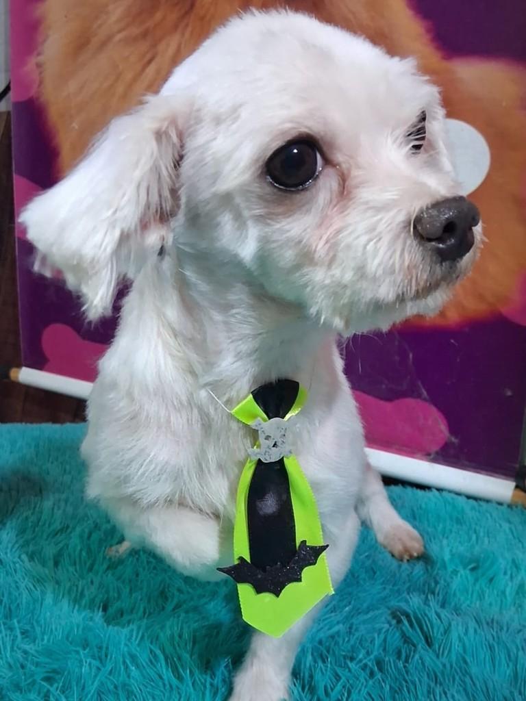 Chantilly, cachorro de porte pequeno para adoção em Ibiúna - SP