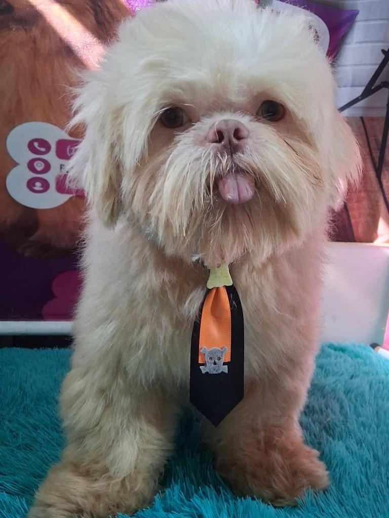 Ricardo, cachorro de porte pequeno para adoção em Ibiúna - SP
