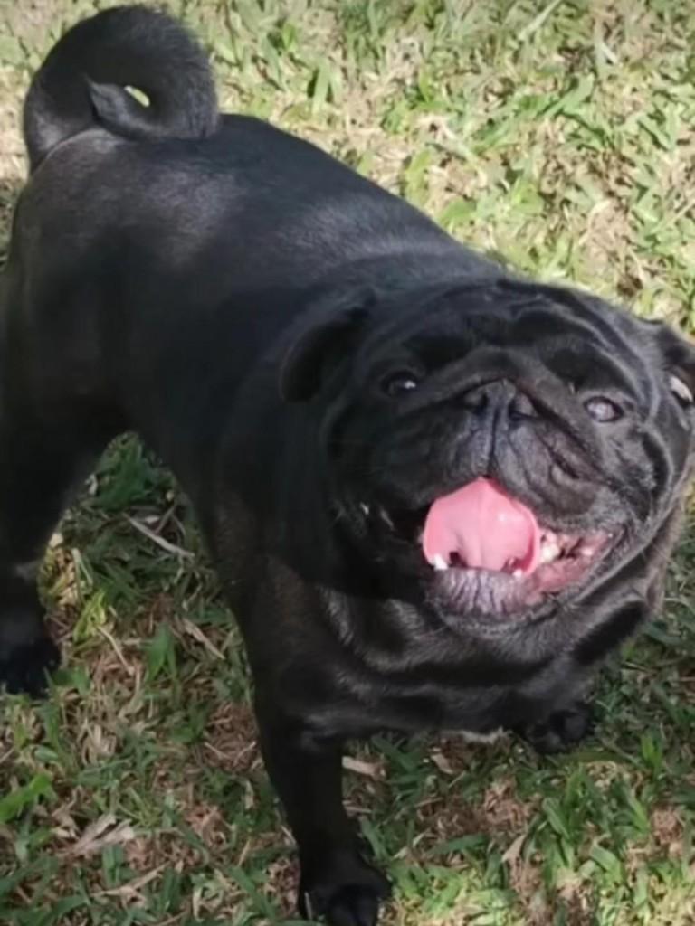 Teodoro, cachorro de porte pequeno para adoção em Ibiúna - SP