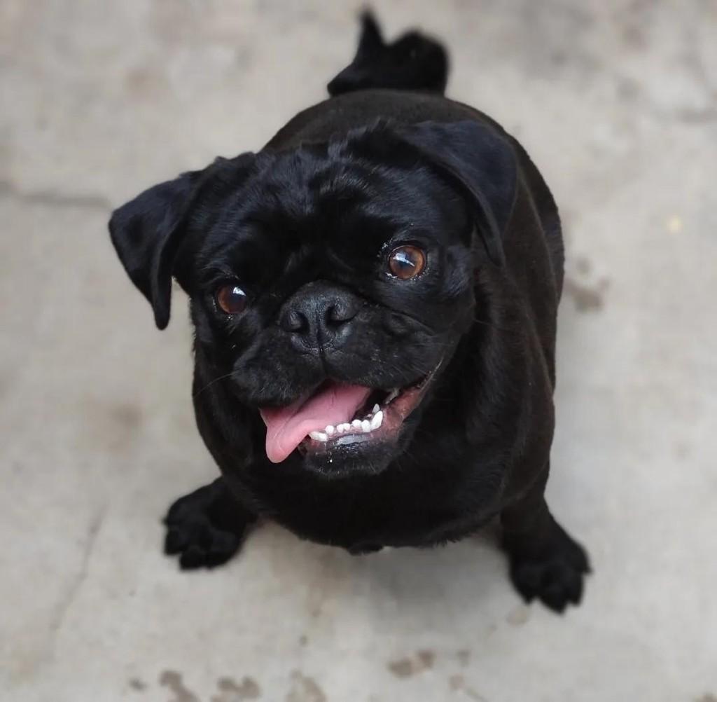 Maju, cachorro de porte pequeno para adoção em Ibiúna - SP