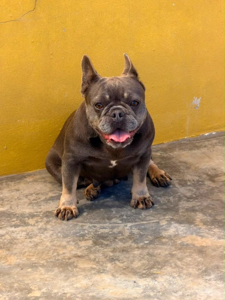 Nala, cachorro de porte médio para adoção em Ibiúna - SP