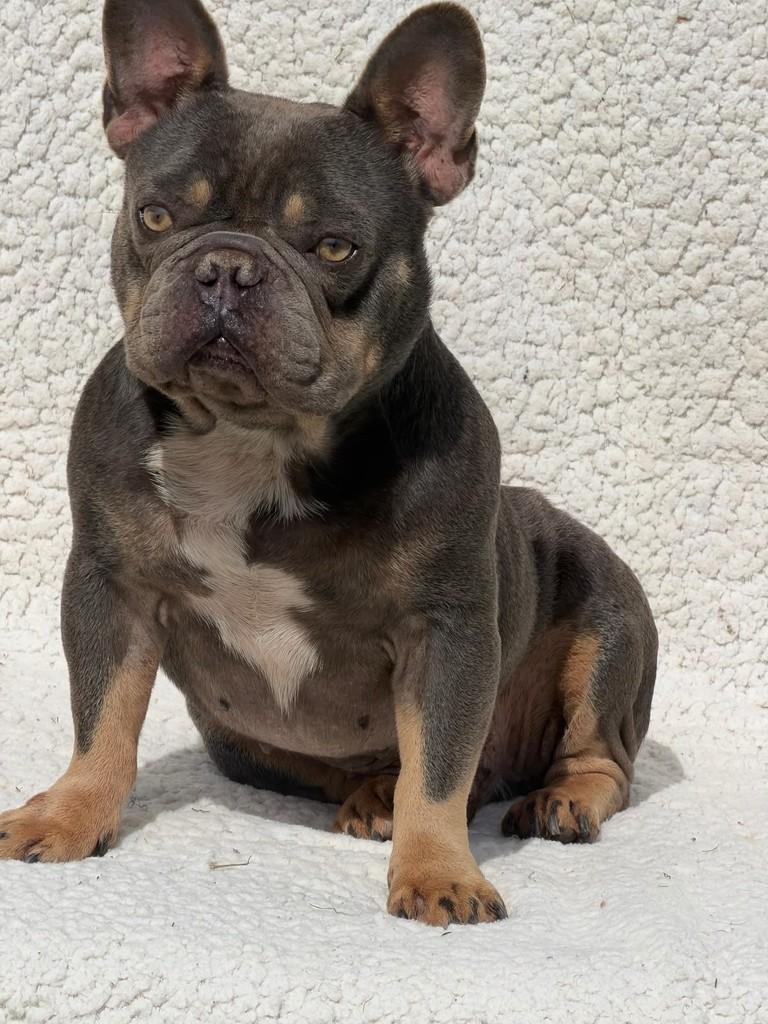 Bradokk, cachorro de porte pequeno para adoção em Ibiúna - SP