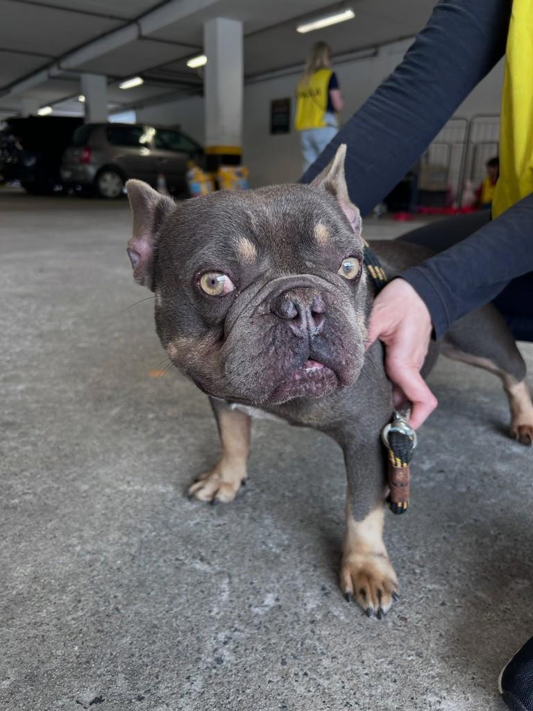 Bradok, cachorro de porte pequeno para adoção em São Paulo - SP