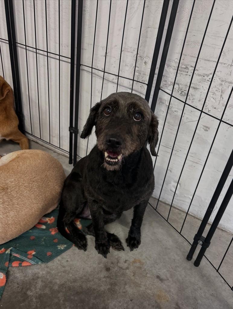 Catarina, cachorro de porte médio para adoção em São Paulo - SP
