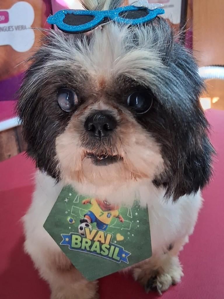Florzinha, cachorro de porte pequeno para adoção em Ibiúna - SP