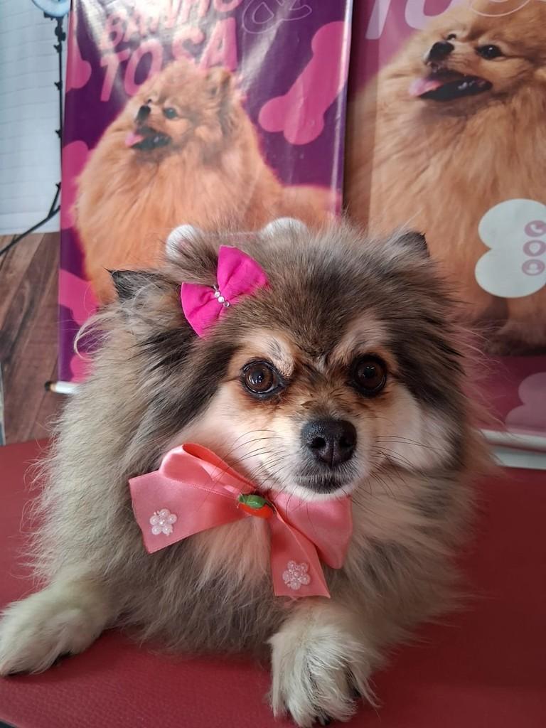 Tieta, cachorro de porte pequeno para adoção em Ibiúna - SP