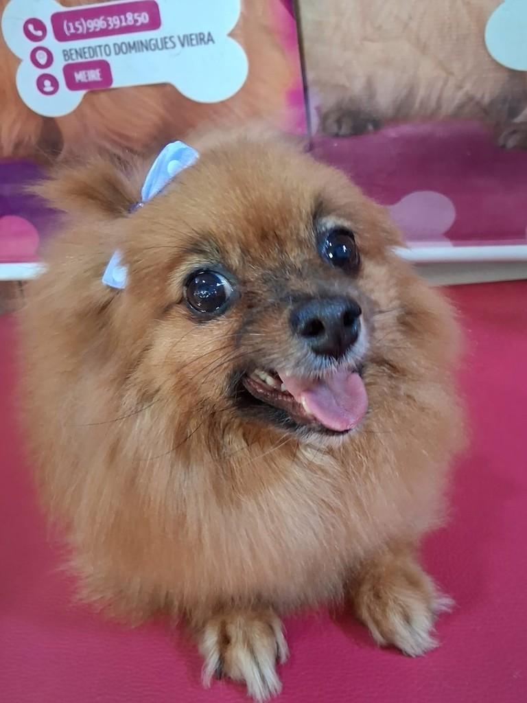 Tita, cachorro de porte pequeno para adoção em Ibiúna - SP