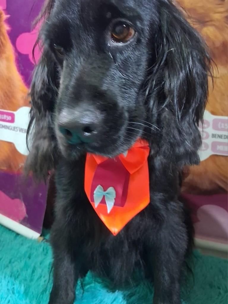 Pepsi, cachorro de porte grande para adoção em Ibiúna - SP