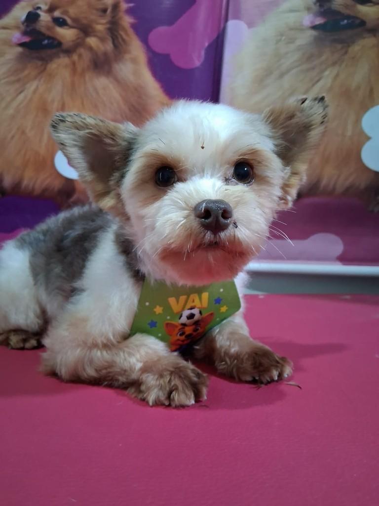 Mustang, cachorro de porte pequeno para adoção em Ibiúna - SP
