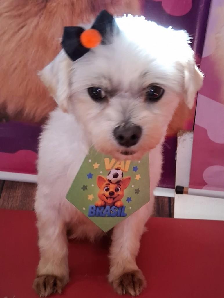 Geada, cachorro de porte pequeno para adoção em Ibiúna - SP