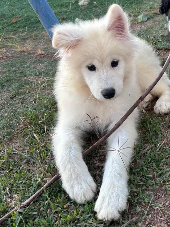 Samuel, cachorro de porte pequeno para adoção em Ibiúna - SP