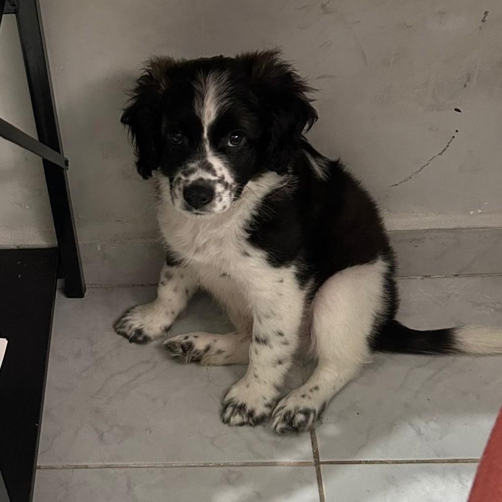 Alfredo, cachorro de porte pequeno para adoção em Ibiúna - SP