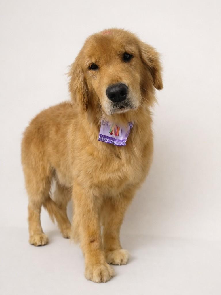 Luna, cachorro de porte médio para adoção em Ibiúna - SP