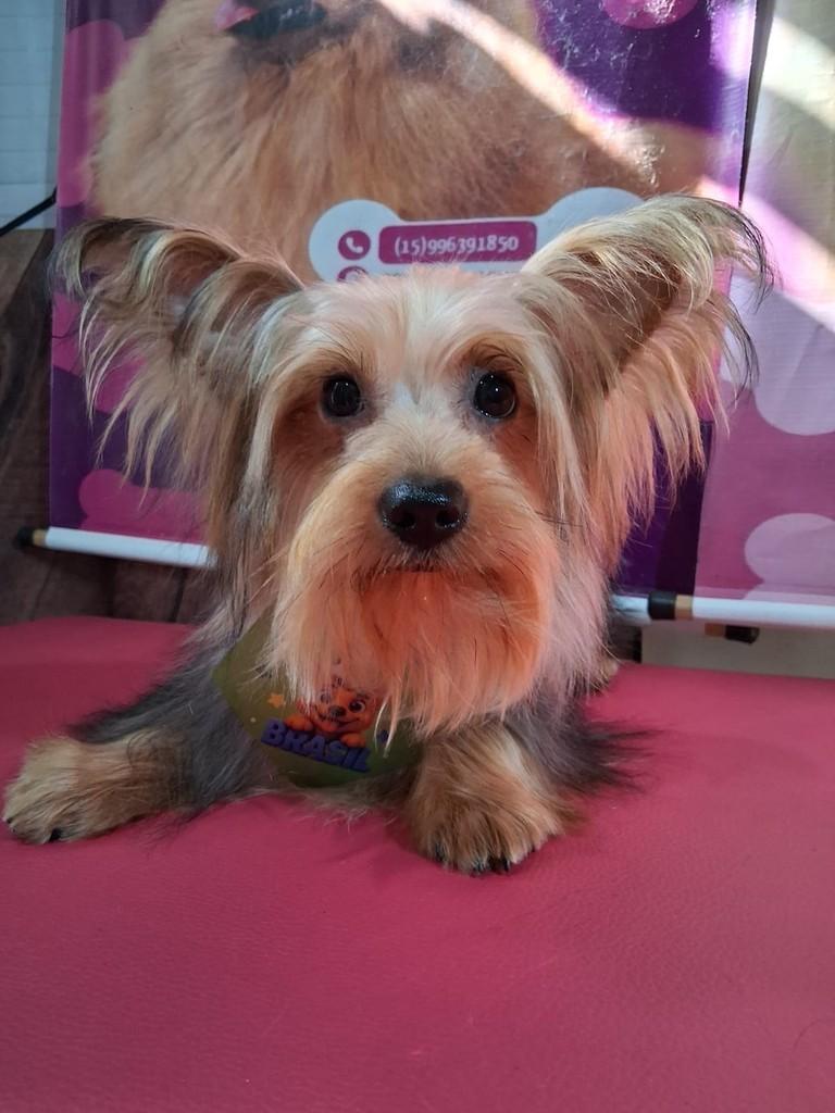 Bernardo, cachorro de porte pequeno para adoção em Ibiúna - SP