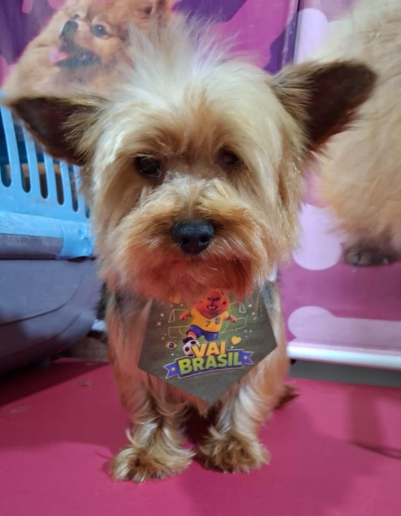 Francisco, cachorro de porte médio para adoção em Ibiúna - SP