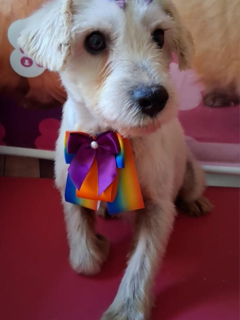 Cristal, cachorro de porte pequeno para adoção em Ibiúna - SP