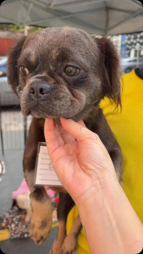 Fiona, cadela de porte pequeno para adoção em Ibiúna - SP
