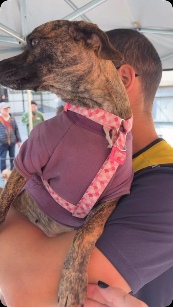 Tigrinha, cadela de porte médio para adoção em Ibiúna - SP