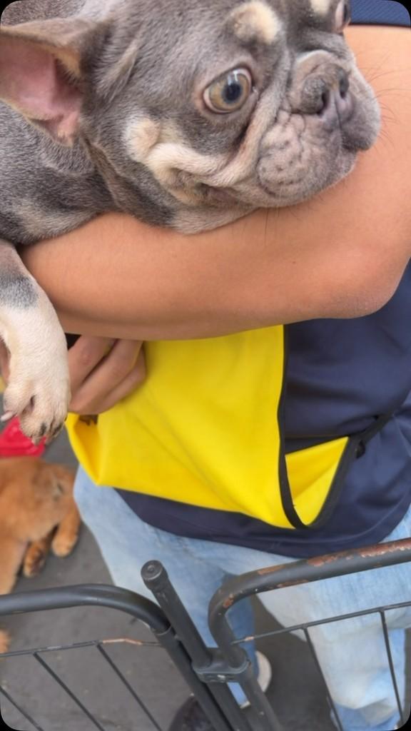 Isabel, cachorro de porte pequeno para adoção em Ibiúna - SP