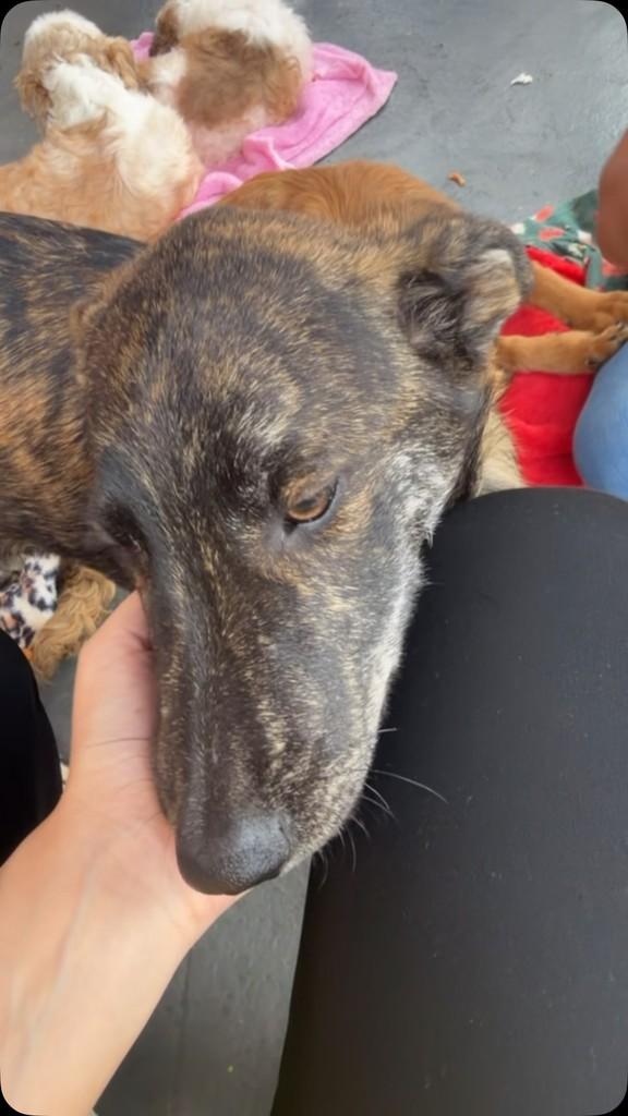 José, cachorro para adoção em Ibiúna - SP