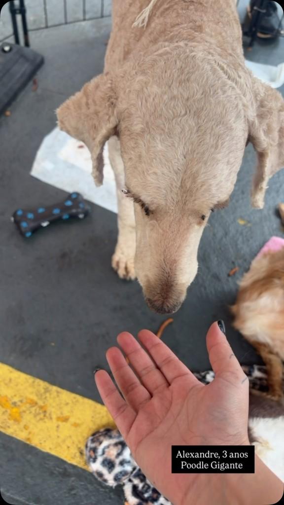 Alexandre, cachorro de porte grande para adoção em Ibiúna - SP